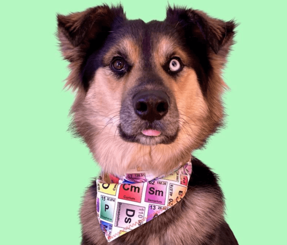 Exploring the Science of Magic with Arbor the Science Dog & His Human ...